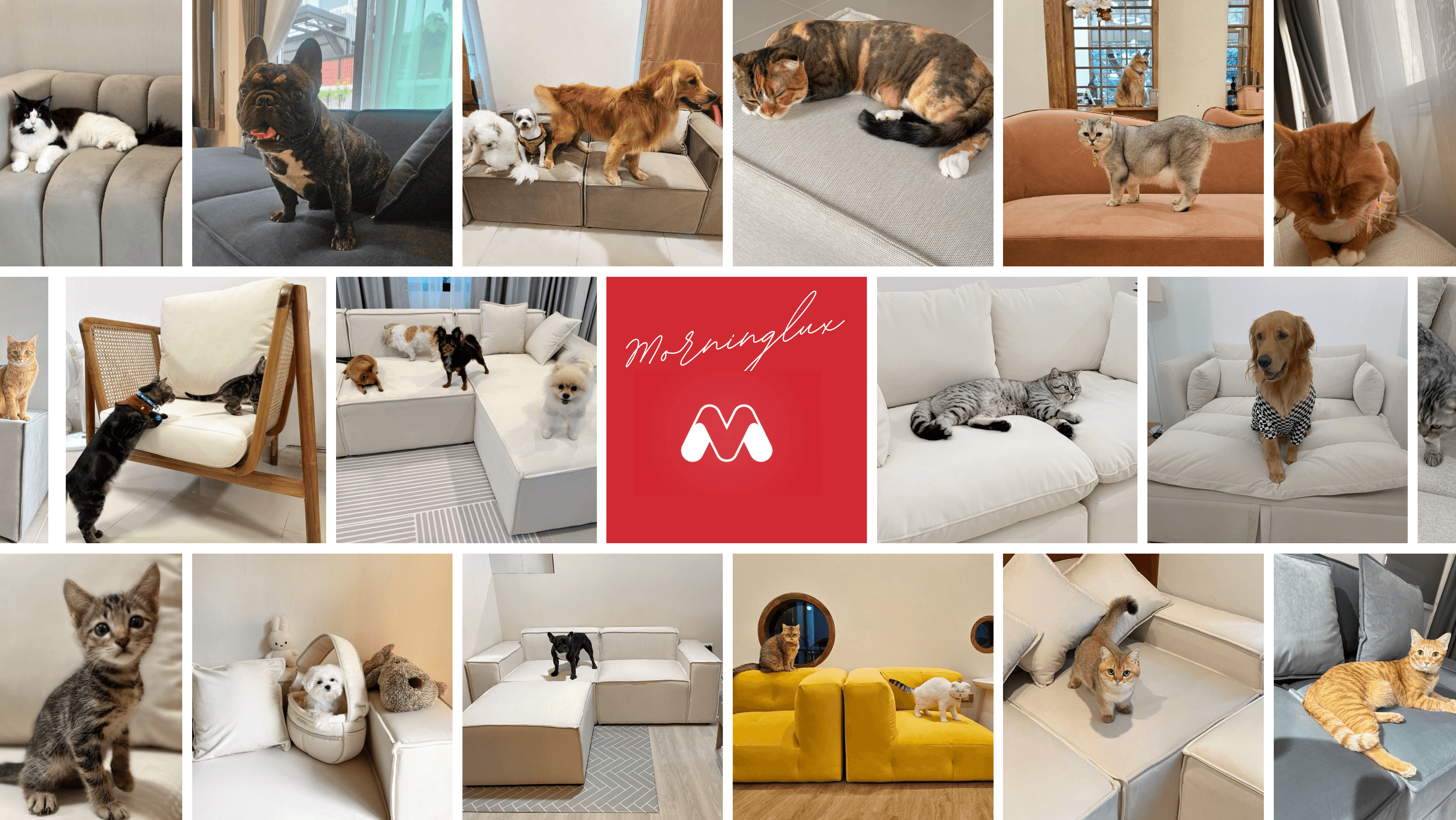 ลูกค้า Morninglux และสัตว์เลี้ยงบนโซฟากันแมวข่วน