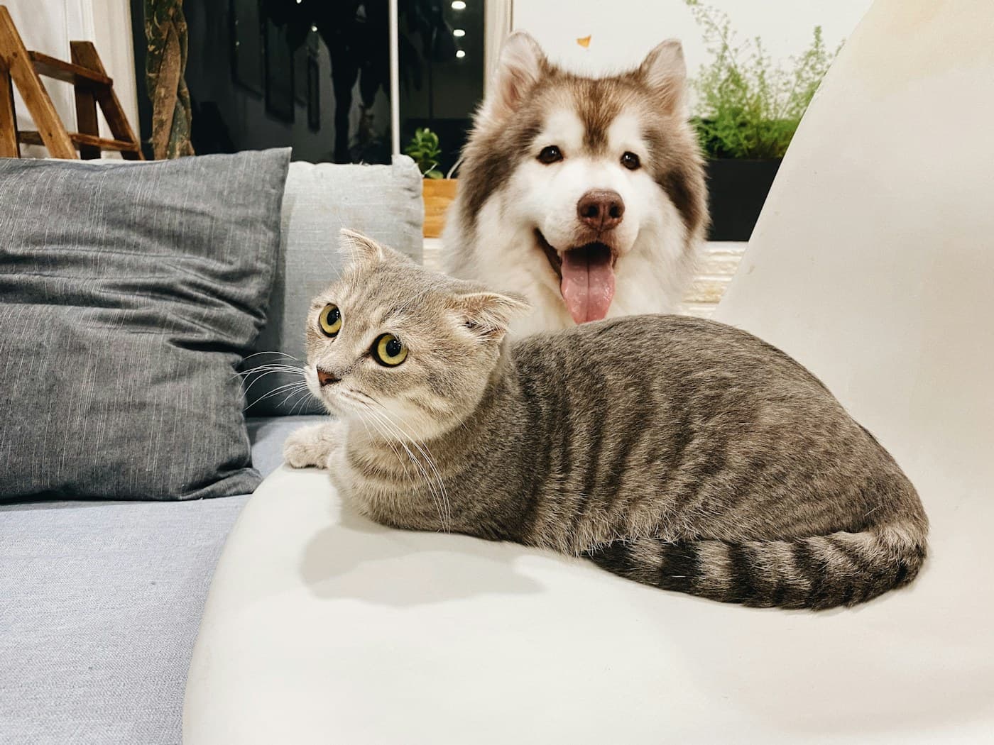 แมวและสุนัขนอนบนโซฟา Morninglux กันแมวข่วน